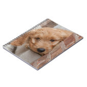 Carnet Peecing de Goldendoodle (Côté gauche)