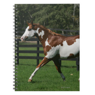 Carnet Peignez le cheval courant 1