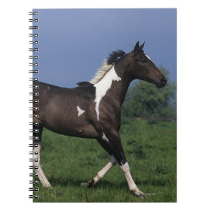 Carnet Peignez le cheval courant 2