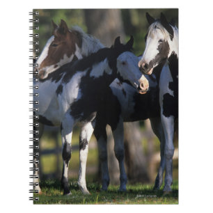 Carnet Peignez les chevaux