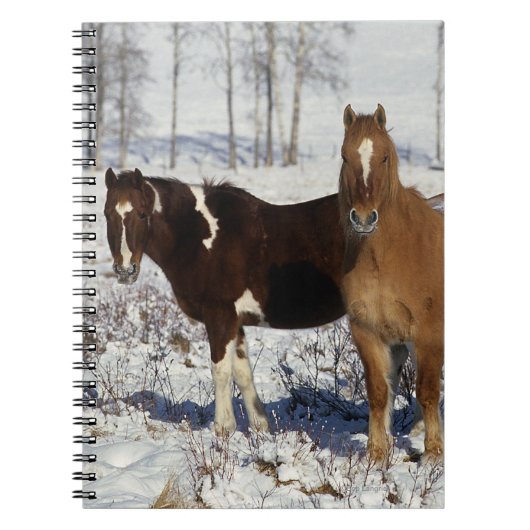 Carnet Peignez les chevaux dans la neige (Devant)