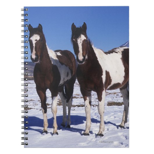 Carnet Peignez les chevaux se tenant dans la neige (Devant)