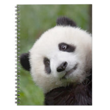 Peinture de petit animal de panda