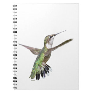 Carnet Peinture des colibris de Berylline
