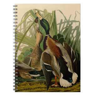 Carnet Peinture d'oiseaux de Mallard Duck Audubon