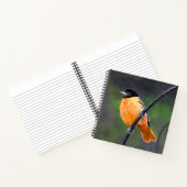 Carnet Peinture Oriole - Art Oiseau Original (Intérieur)