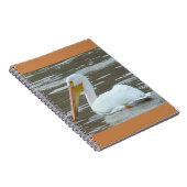 Carnet Pélican blanc B15 sur eau boueuse (Côté Droit)