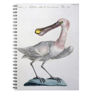 Carnet Pélican, c.1767-76 (gravure colorée par main)