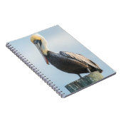 Carnet Pélican perché sur pylône (Côté Droit)