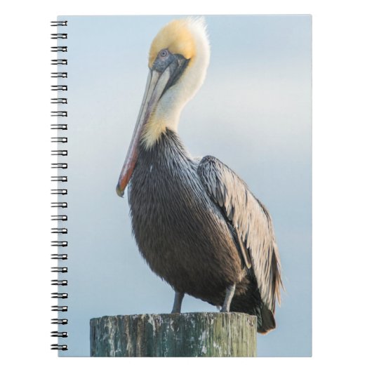 Carnet Pélican perché sur pylône (Devant)