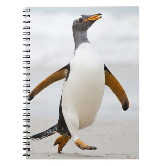Carnet Penguin Gentoo (Devant)