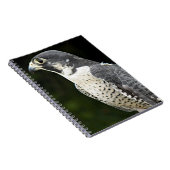 Carnet Peregrine Falcon Nature Photo (Côté Droit)