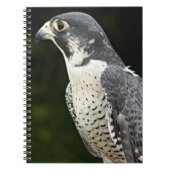 Carnet Peregrine Falcon Nature Photo (Devant)