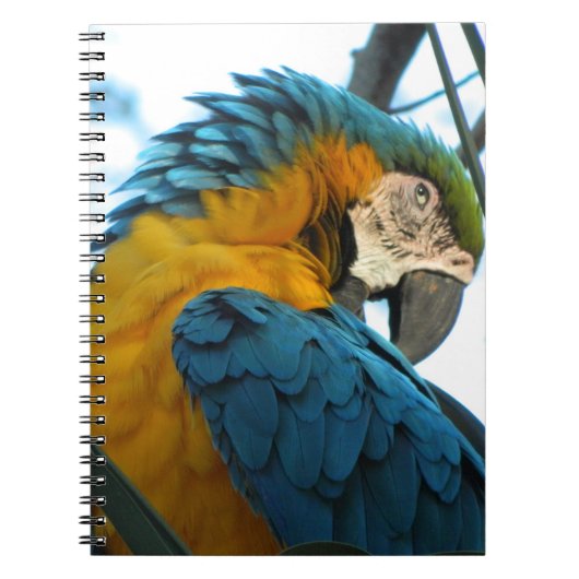 Carnet Perroquet (Devant)