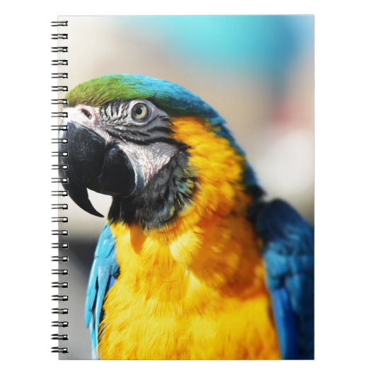 Carnet perroquet (Devant)