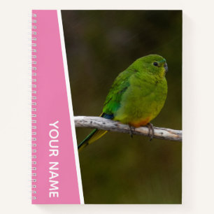 Carnet Perroquet à ventre orange rare d'Australie, Rose