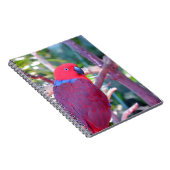 Carnet Perroquet d'eclectus coloré (Côté Droit)