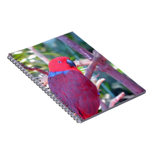 Carnet Perroquet d'eclectus coloré (Côté Droit)