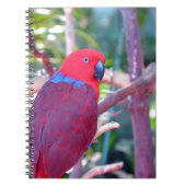 Carnet Perroquet d'eclectus coloré (Devant)