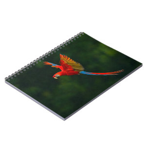Carnet Perroquet en vol