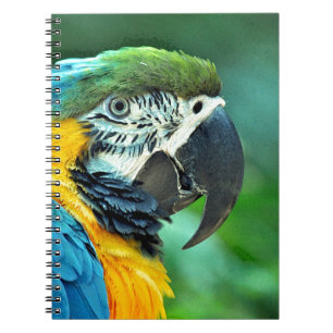 Carnet Perroquet macaou coloré