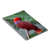 Carnet Perroquet rouge éclectique (Côté Droit)