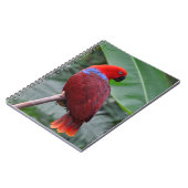 Carnet Perroquet rouge éclectique (Côté gauche)