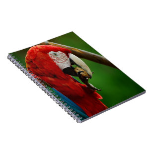 Carnet Perroquet rouge tropical