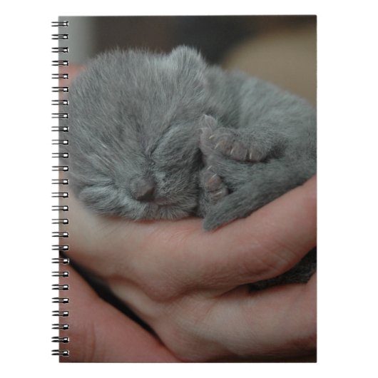 Carnet Petit Bébé bleu Kitten (Devant)