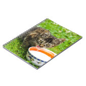 Carnet Petit chaton boit dans un bol (Côté gauche)