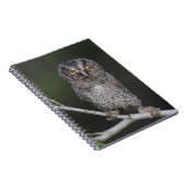 Carnet Petit-duc maculé, Megascops asio, Otus 2 (Côté Droit)