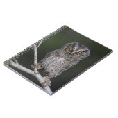 Carnet Petit-duc maculé, Megascops asio, Otus 2 (Côté gauche)