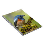 Carnet Petit oiseau bleu (Côté Droit)
