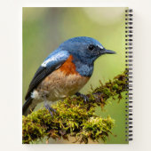 Carnet Petit oiseau bleu (Dos)
