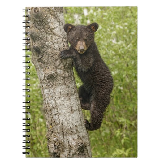 Carnet Petit Ours noir dans l'arbre (Devant)