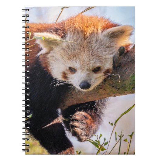 Carnet Petit panda rouge pâle (Devant)