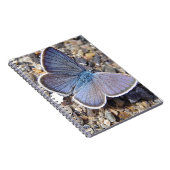 Carnet Petit papillon bleu (Côté Droit)