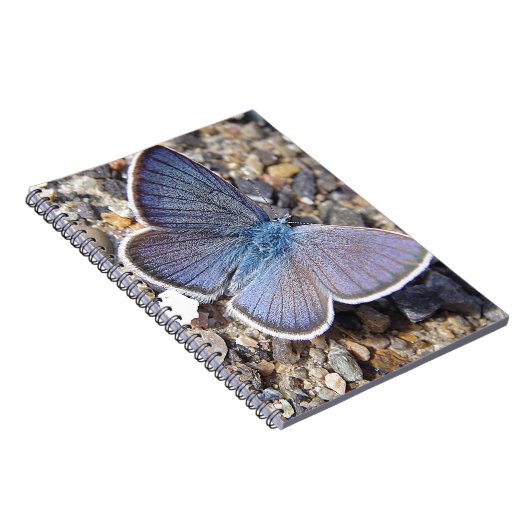 Carnet Petit papillon bleu (Côté Droit)