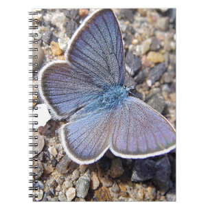 Carnet Petit papillon bleu