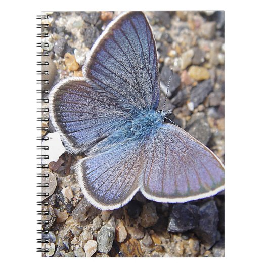 Carnet Petit papillon bleu (Devant)