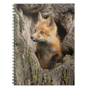 Carnet Petit renard rouge dans le creux d'un arbre