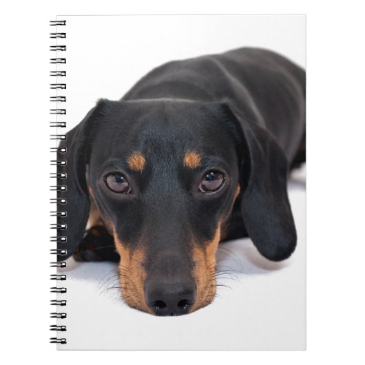 Carnet Petit teckel (Devant)