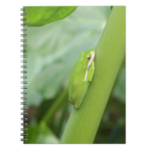 Carnet petite grenouille verte endormie