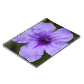 Carnet Pétunia mexicain nain pourpre (Côté gauche)