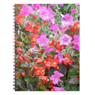 Carnet Pétunia rose et géraniums rouges