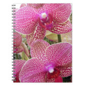 Carnet Phalaenopsis rose Orchidées Florales (Devant)