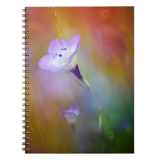 Carnet Phare de Old Point Loma| Monument à Cabrillo (Devant)