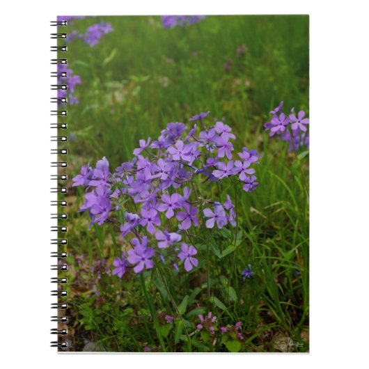 Carnet Phlox bleu sauvage (Devant)