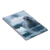 Carnet phoque commun du pacifique, Phoca vitulina richard (Côté Droit)