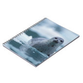 Carnet phoque commun du pacifique, Phoca vitulina richard (Côté gauche)